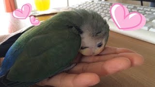 猫のように喉を鳴らして甘えるインコ　コザクラインコ・ぱせり　Rosyfaced lovebird 　Agapornis roseicollis