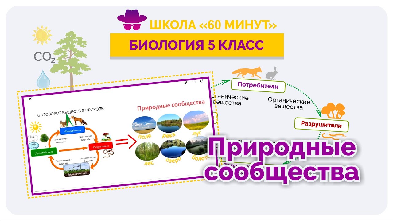 Искусственные природные сообщества 5 класс биология. Урок биологии 5 класс природные сообщества. Природные сообщества 5 класс биология. Сообщества биология 5 класс. Природные сообщества задание для 5 класса.