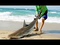 Catching Sharks from the Beach & How it Started