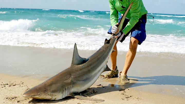 Witness the Magnificent Black Tip Shark Migration and Join the Thrilling Adventure