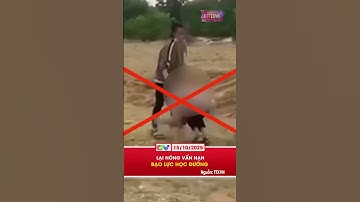 LẠI NÓNG VẤN NẠN BẠO LỰC HỌC ĐƯỜNG