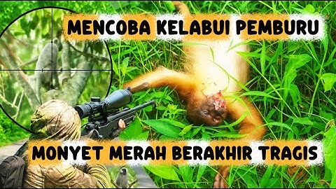 KERA MERAH TERKAPAR‼️USAI PEMBURU LEPASKAN TEMBAKAN SEMPURNA‼️