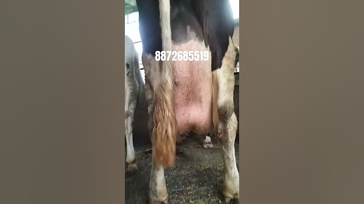 #freshmilk #50kg #milk #3star #audemars #calf #denmark #cows #sewa #darylhall #farm