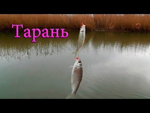 прикормка для тарани осенью прикормка для тарани осенью