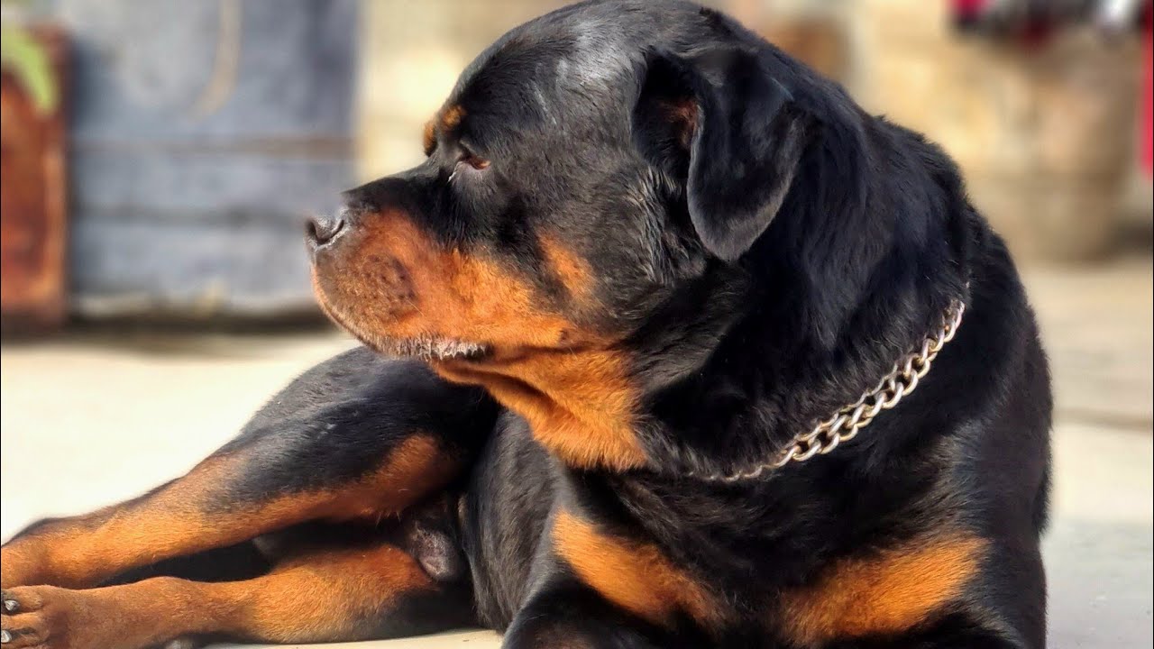 Iron Rottweiler||@up32durgeshrawat #rottweiler #animallover - YouTube