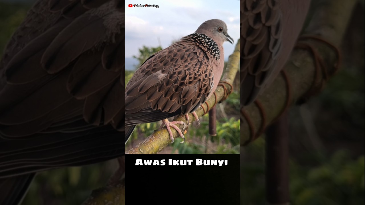 Suara Tekukur Gacor Kuk 2 