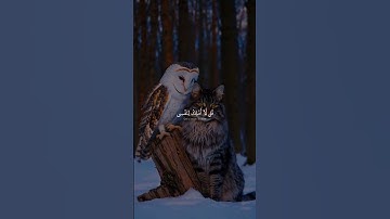 #عبدالله_أحمد_شعبان #قران_كريم #تلاوات_خاشعة #راحة_نفسية #قرآن #تلاوات_خاشعة #اكسبلور ❤🍃