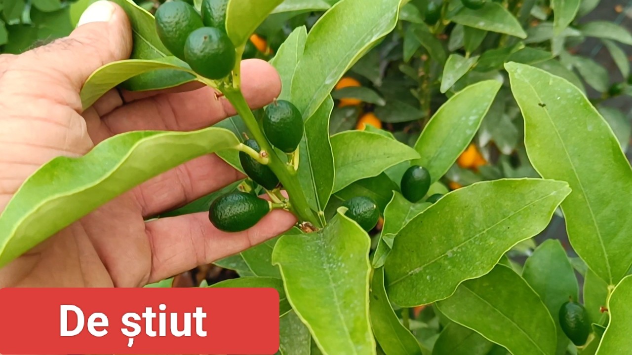 Lămâiul nu face fructe?