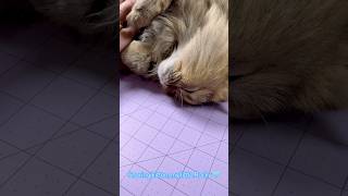 Cutest Snoring Cat Ever Caught On Camera