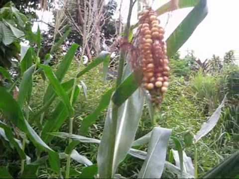 Padi Jagung Gandum