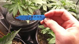 Underground flowering update part 2 of 2