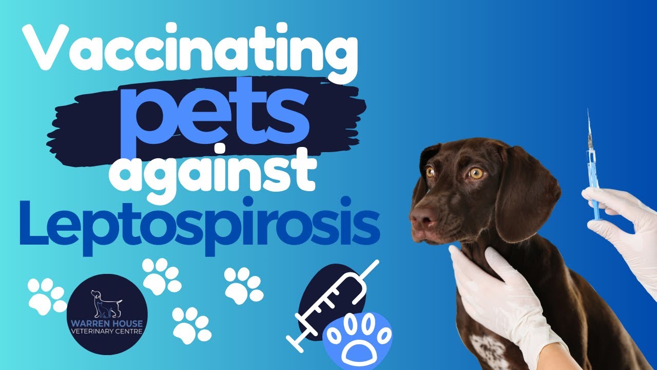 Leptospirosis in pets and humans