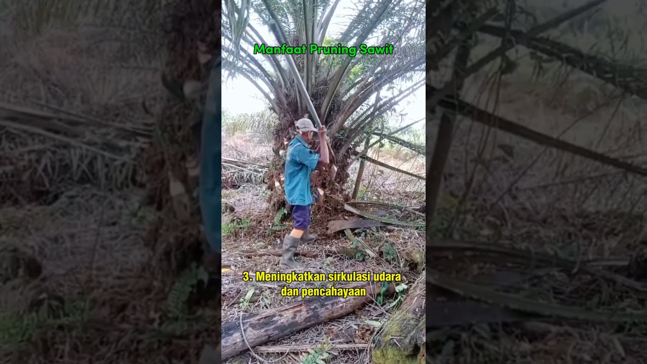 Manfaat Pruning Kelapa Sawit 