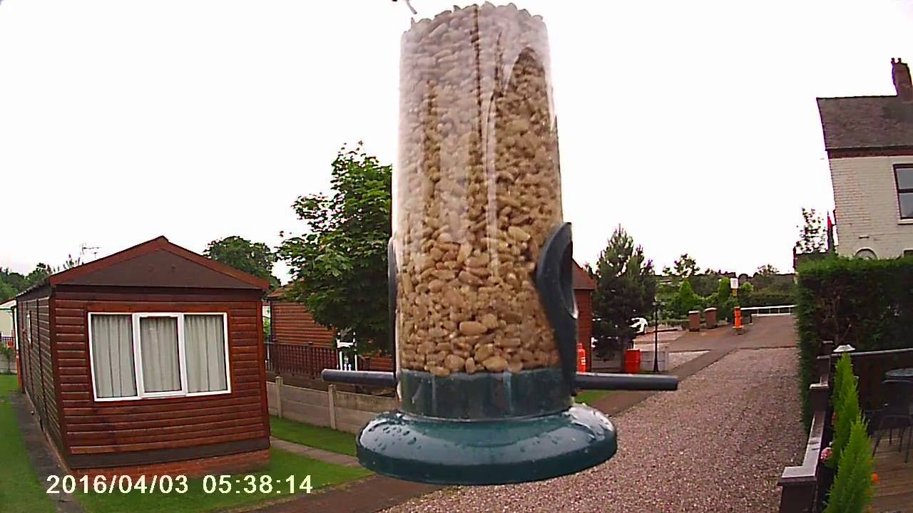 Aldi Action Cam Bird Feeder Blue Tit Youtube