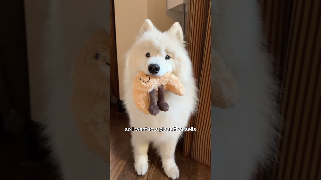 Samoyed Dog Wants a Delicious Croissant 🥐🐾 
