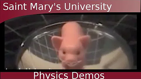 Mirror Mirage - The Pig!