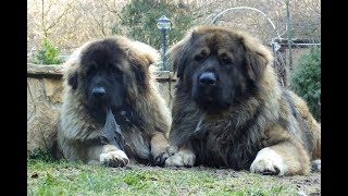 Ürögpásztora caucasian dogs (Mirkó, Boni, Matyi)  happy days