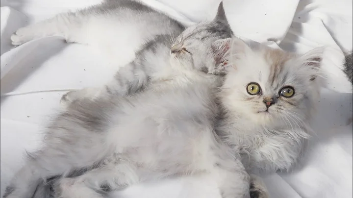 Video 11810301: kittens cutecat catlife catlover, catlovers kitten cats catlife, catlife cutecats funnycats catlove, cute kittens playing