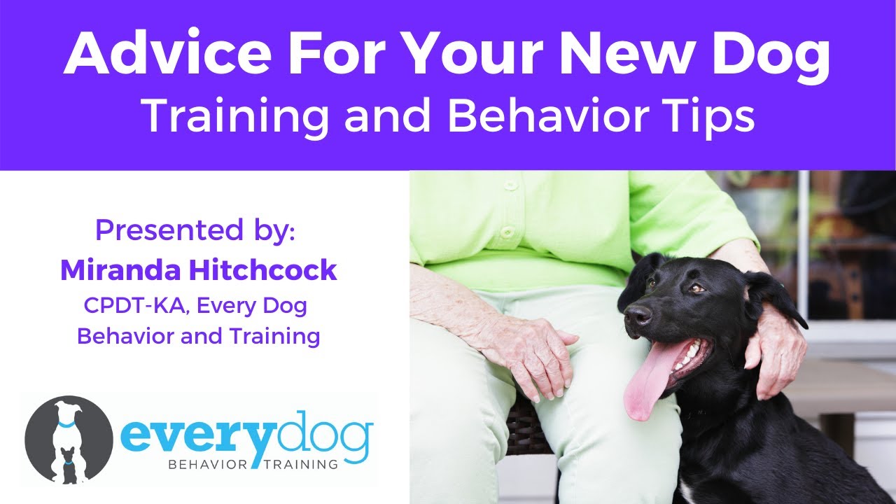 Advice for Your New Dog…Training and Behavior Tips