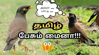மனிதர்களை போல பேசும் மைனா | myna talking in Tamil | myna speaking in Tamil | bird boyyy