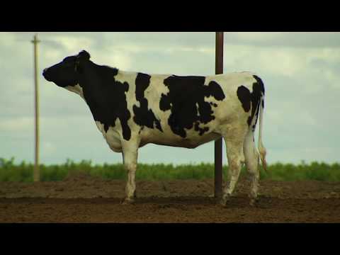 See How Our Comfy Cows Live on Real California Dairy Farms