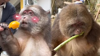 Feeding stars to eat canned food was rejected stars: bring it to Feeding you a Monkey Canned Food