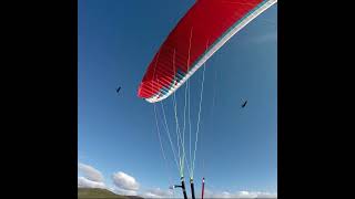 Paragliding with friendly Wedge-tailed Eagles #shorts