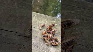 Feeding Creek Minnow Fish A Handful Of 17 Year Periodical Cicadas In The Woods