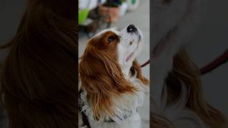 Cavalier King Charles Spaniel: Unveiling Rare Facts #dogs #spaniel #unveiling #dogfacts