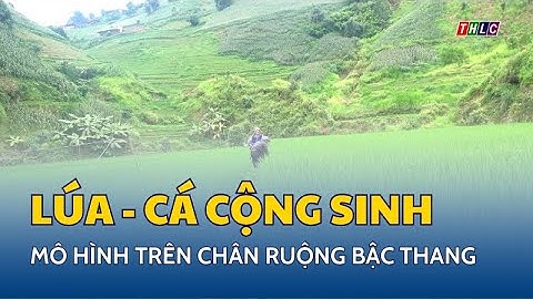 Mô hình lúa - cá cộng sinh trên chân ruộng bậc thang | THLC