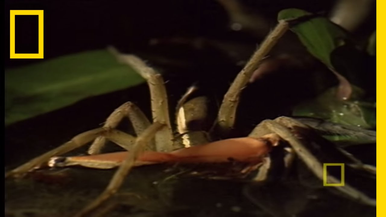 fishing spider eating a fish