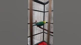 Cucak ranting isian ciblek,kenari,prenjak,kapas tembak