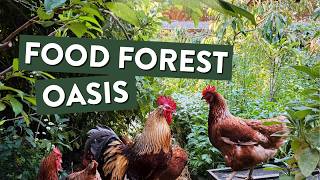 What’s Growing in My Chicken Run Food Forest Right Now (Just Chicken Sounds) | ASMR
