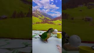 Intelligent Little Bird 🦜💚 Smart Parrots Training #Training #Smartparrot