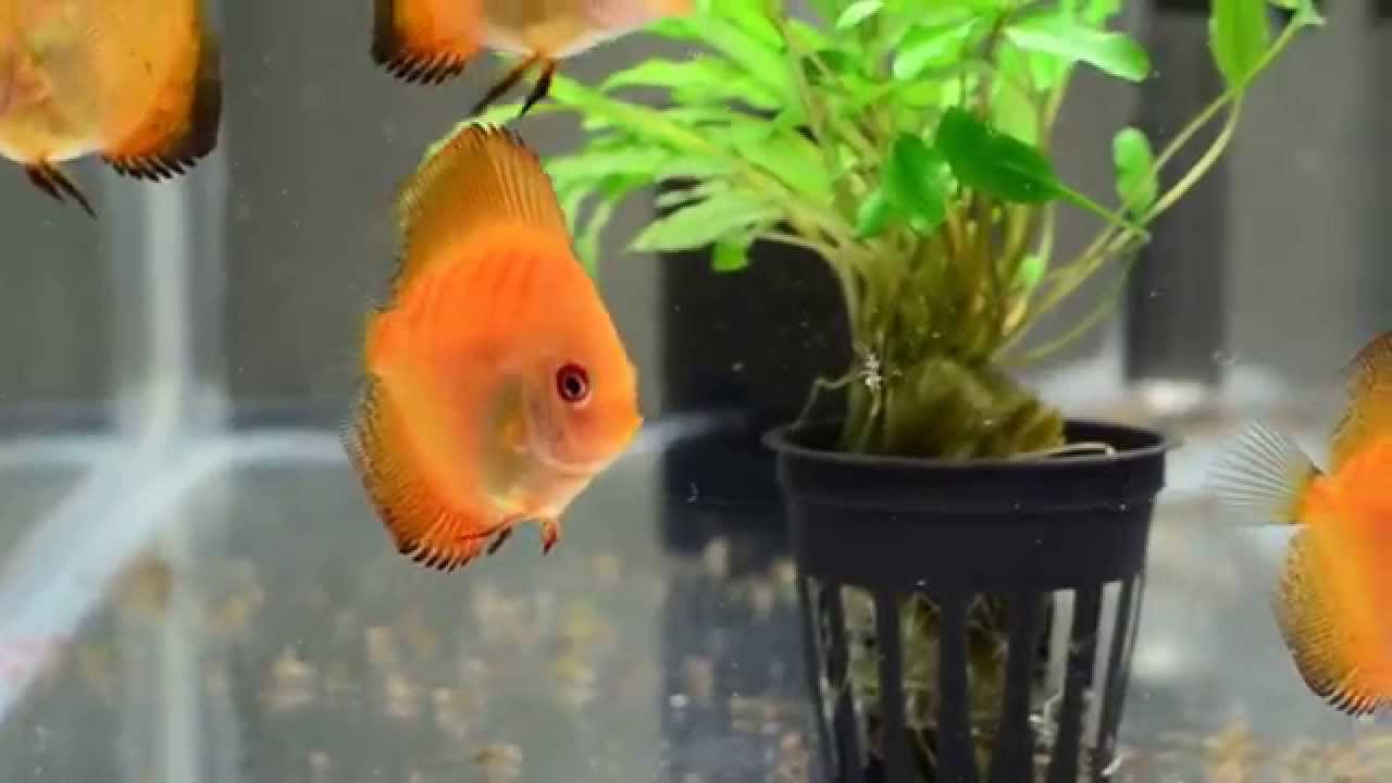 Discus Fish Growth Chart