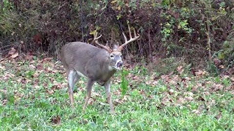 Make Food Plots for Deer with a Small Budget