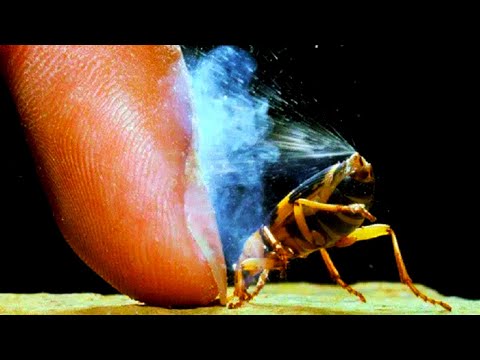 Видео: Опасен ли жук-бомбардир для человека?