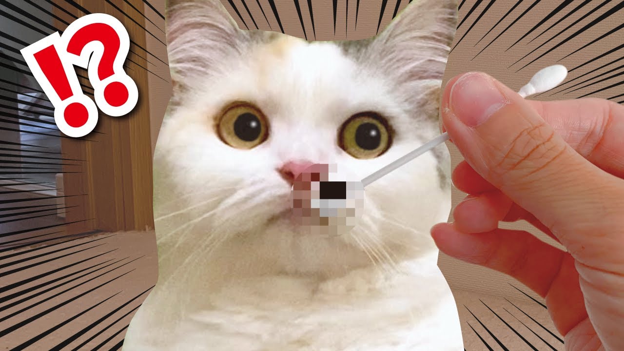 鼻掃除をしていたらはなくそを食べてしまった猫 おしゃべりする猫 Youtube 鼻掃除をしていたらはなくそを食べてしまった猫 おしゃべりする猫 Youtube