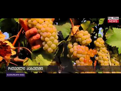 რთველი კახეთში