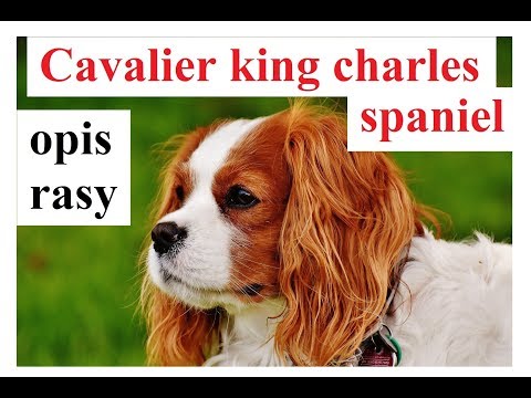 Wideo: Cavalier King Charles Spaniel Pies Rasa Hipoalergiczny, Zdrowie I Długość Życia