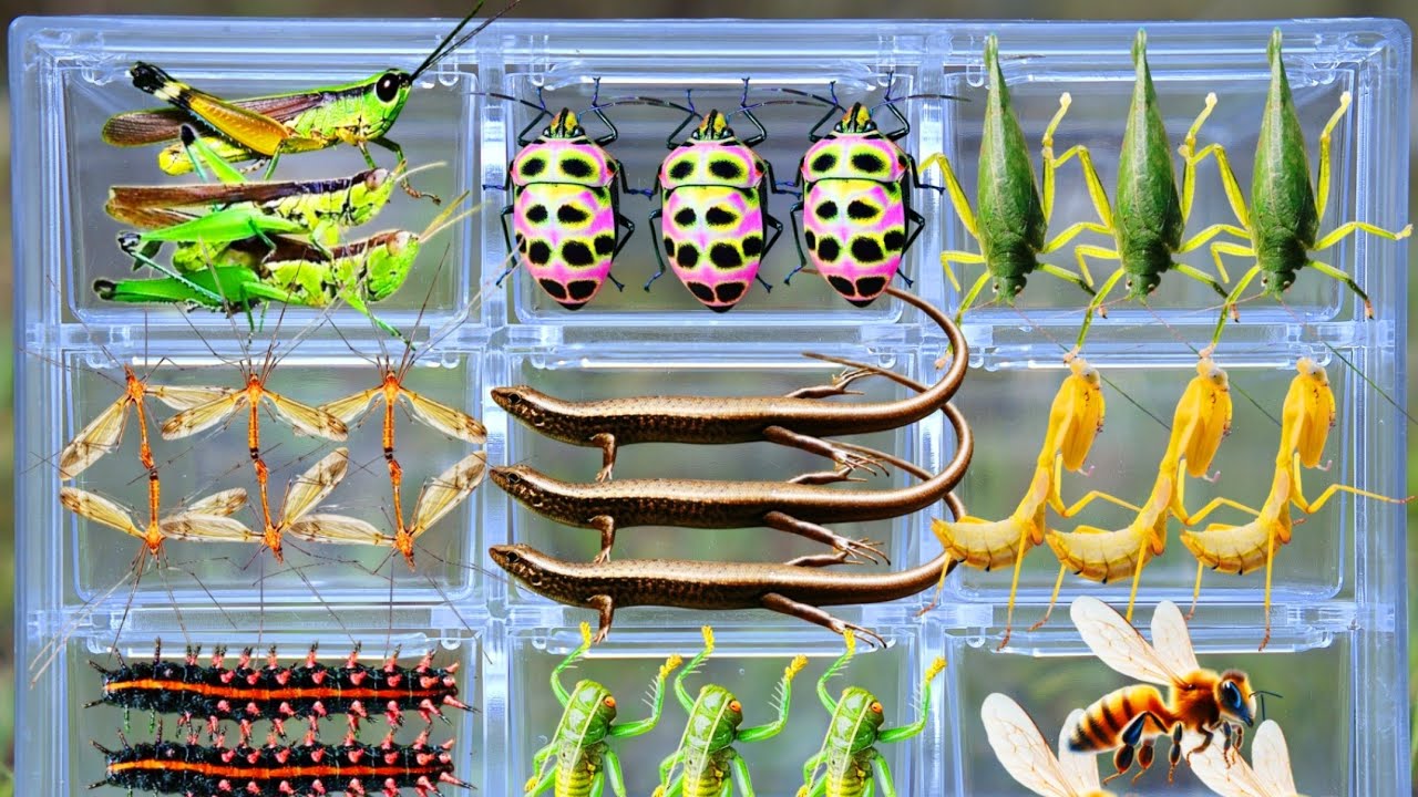 Catching Amazing Insects in the Garden: Giant Grasshopper, Rare Stink Bug, Praying Mantis & More