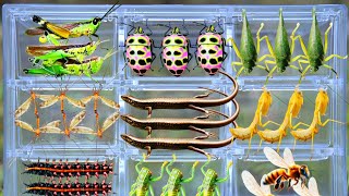 Catching Amazing Insects in the Garden: Giant Grasshopper, Rare Stink Bug, Praying Mantis & More