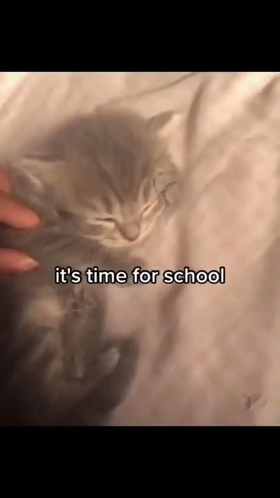 wakey wakey it's time for school come on #cat #cute #cutecats #shorts