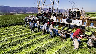 Food Production in America: Unveiling the Secrets of Billions of Tons - American Farming