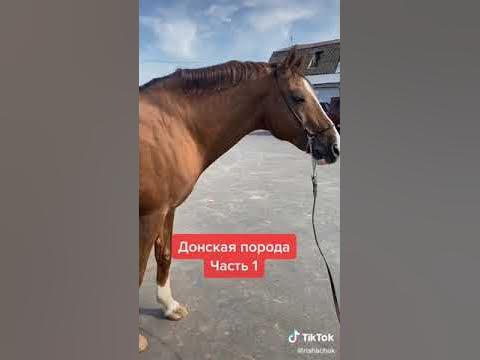 донская лошадь пишите ещё породы лошадей)))) #лошади #породы - YouTube
