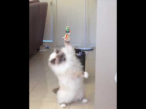 Funny Pets #2 - YouTube