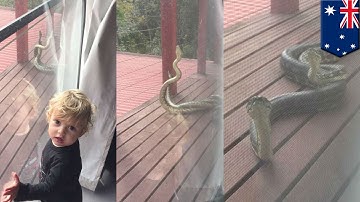 Snakes fighting: Two carpet pythons get locked in a duel on a family’s porch in Australia - TomoNews