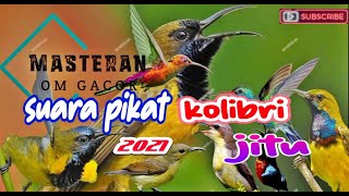 suara pikat burung kolibri di jamin langsung lengket