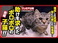 【野良猫 保護】壊死した尻尾...体はベタベタ毛玉だらけ...ボロボロの体で助けを求めた子猫【前編】 image