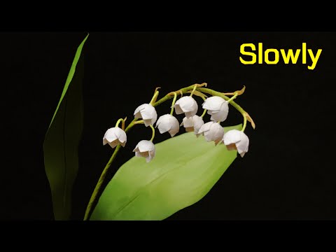 Vídeo: Quan es va convertir el Sego Lily en la flor de l'estat d'Utah?
